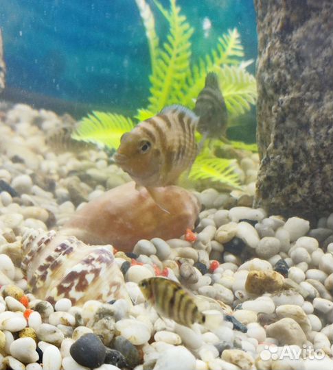 Аквариумные рыбки цихлиды