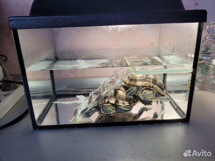 Красноухая черепаха с аквариумом