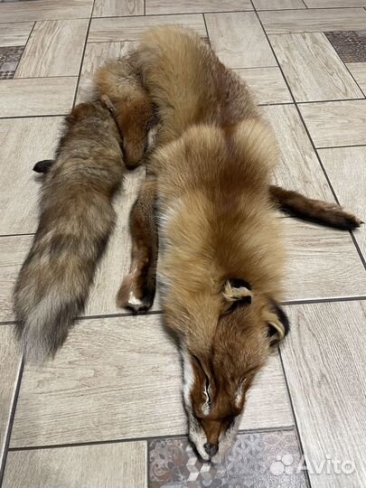 Лисья шкура