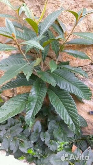 Мушмула(японская яблоня)