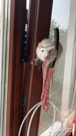 Белые Крысы 6мес