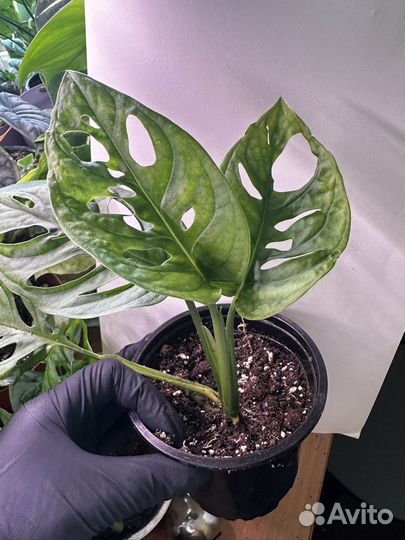 Цветы комнатные