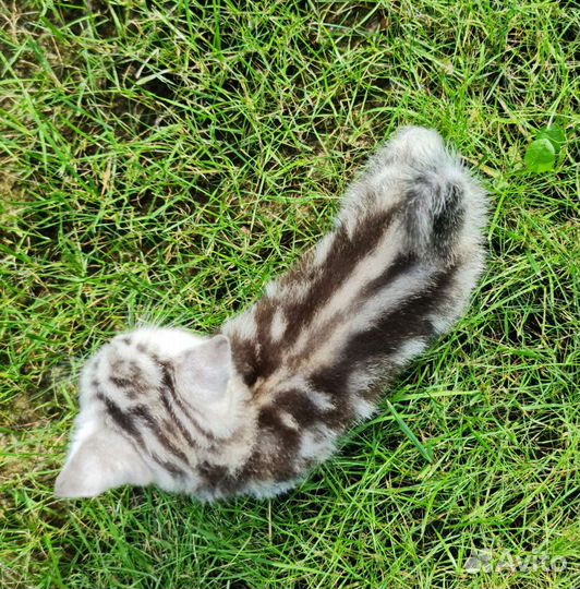 Шотландский котенок