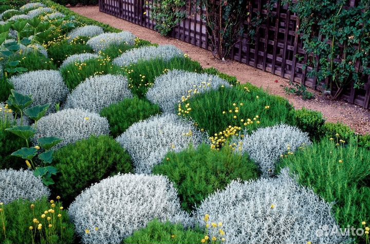 Цинерария приморская, декоративный полукустарник