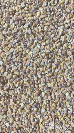 Кукуруза кормовая