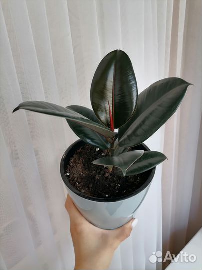 Фикус Чёрный принц