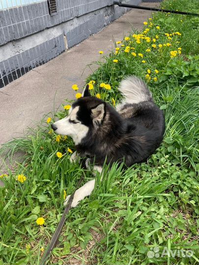 Вязка кобель Сибирский Хаски