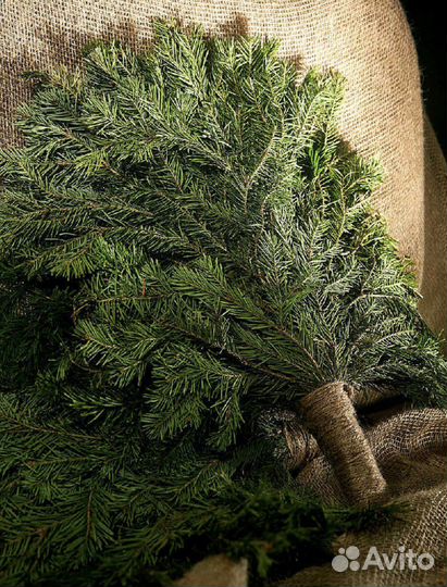 Веники пихтовые кедровые для бани запарки, матрас