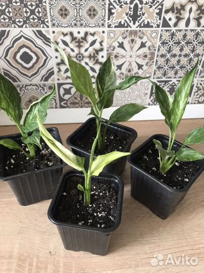 Спатифиллум Джемини