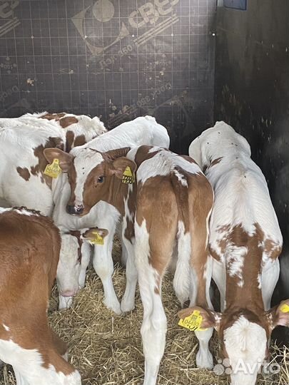 Симменталы