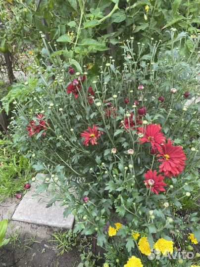 Цветы многолетники для сада