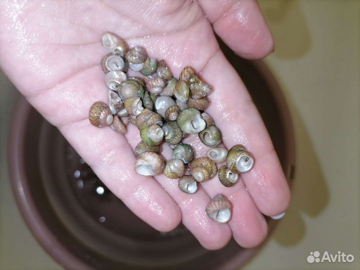 Морские ракушки гибула