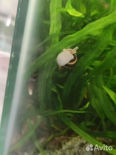 Улитки хилена