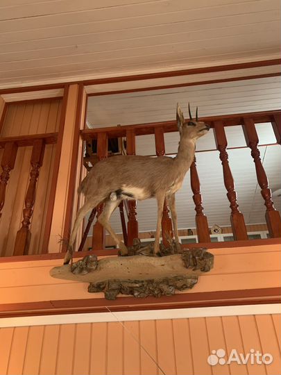 Чучело разных африканских животных