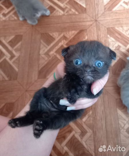 Котята шотландцы вислоухие