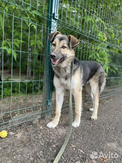 Камилла робкая и нежная собака из приюта