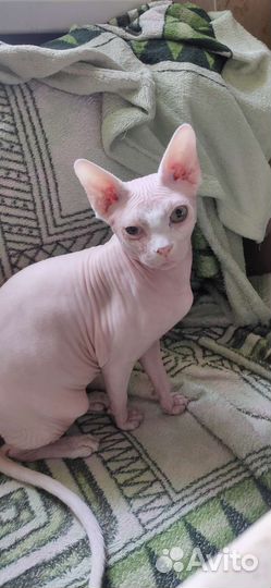 Канадский сфинкс. Котик 7 мес