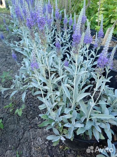 Вероника седая (колосковая)