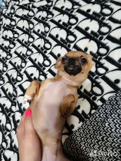 Ищем жениха чихуа