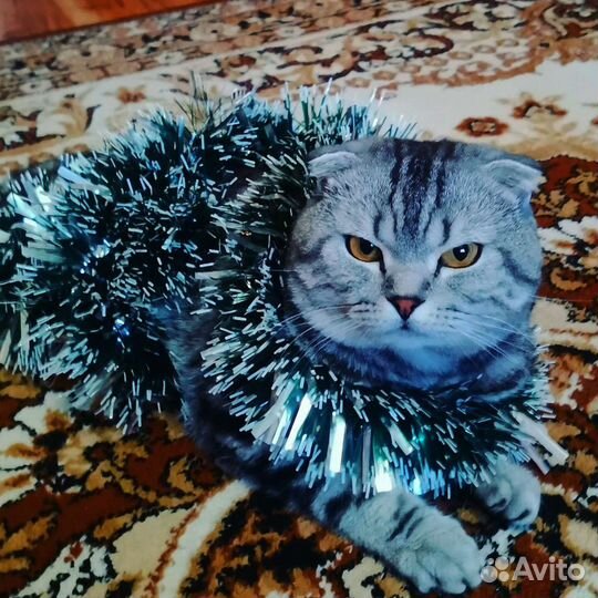 Кот на вязку шотландский вислоухий