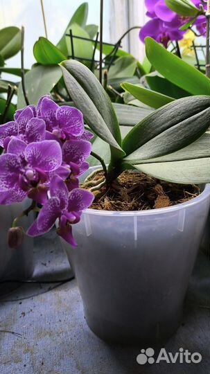 Орхидея фаленопсис