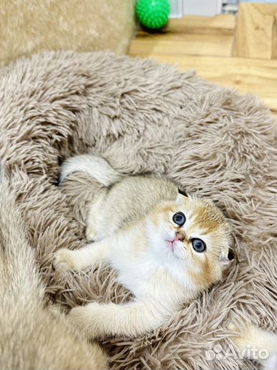 Шотландская золотая шиншилла