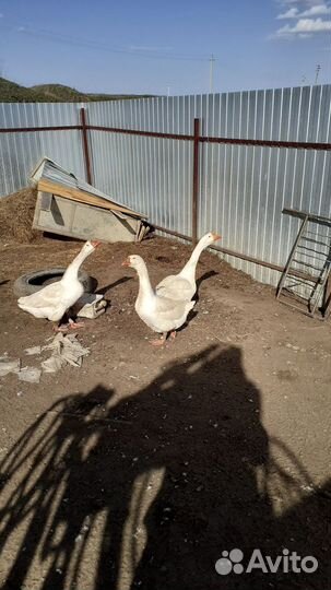 Гусь на племя