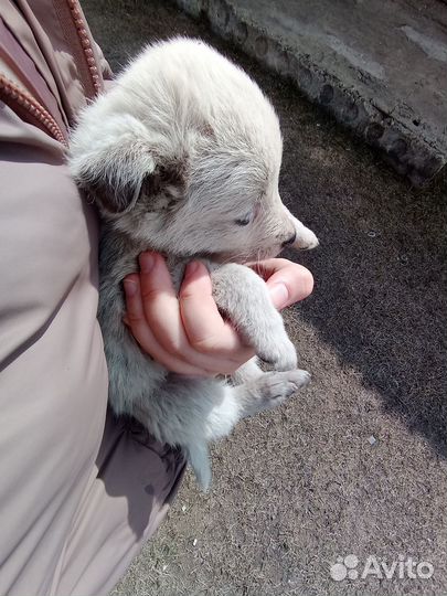 Щеночек в добрые руки. Около месяца