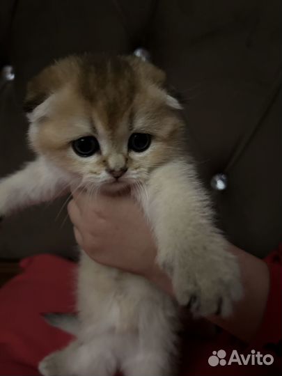 Продаются шотландские вислоухие котята