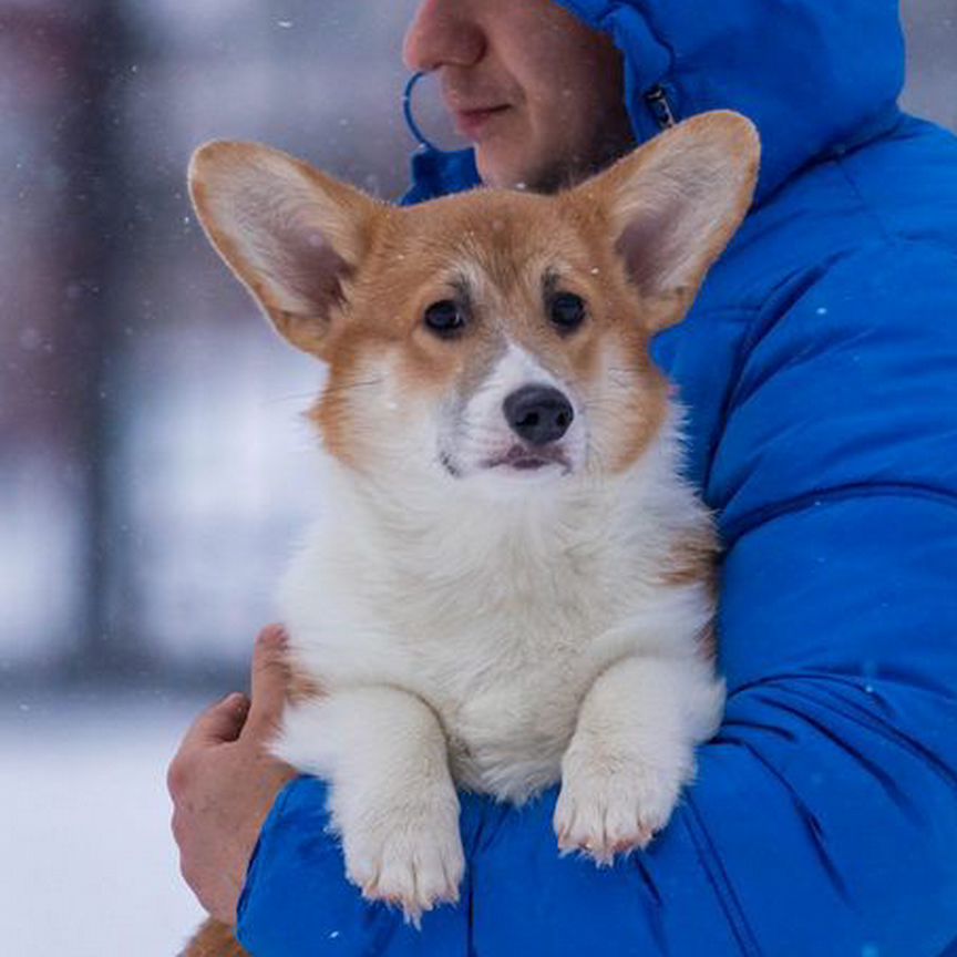 Очень красивый мальчик корги