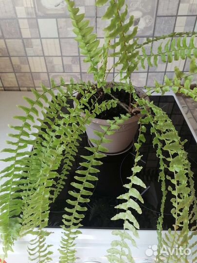 Папоротник