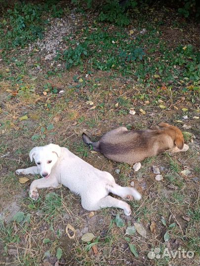 Щенки в добрые руки