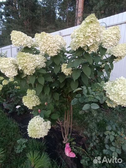 Гортензии на осень