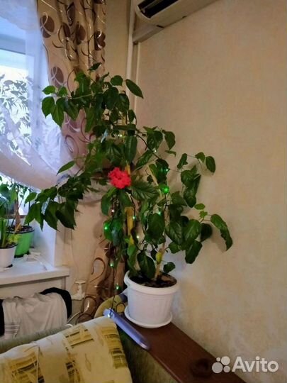 Гибискус,много других цветов