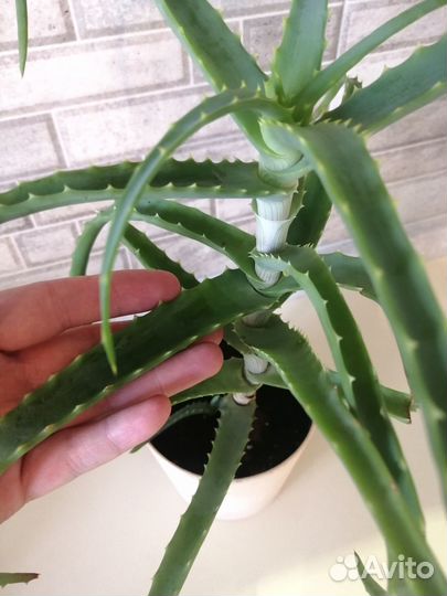 Комнатные цветы алоэ