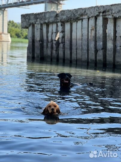 Кинолог с выездом