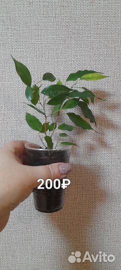 Фикус Наташа