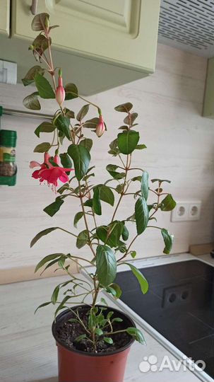 Фуксия магелланская