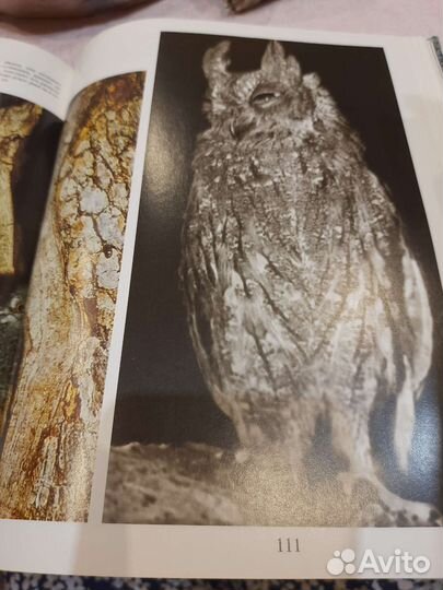 Птицы уссурийской тайги