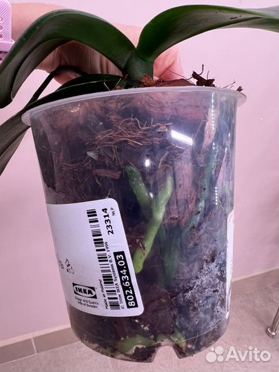 Орхидея Circus цветет