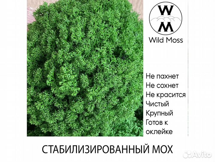 Стабилизированный мох