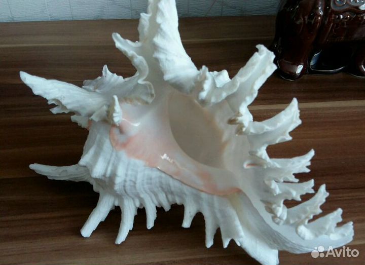 Ракушки морские