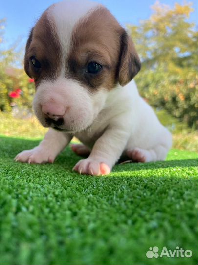 Джек рассел терьер