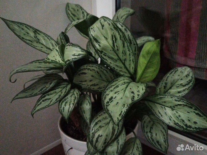 Аглонемы разные