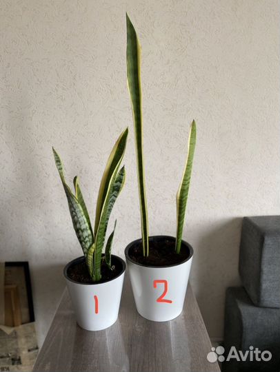 Сансевиерия