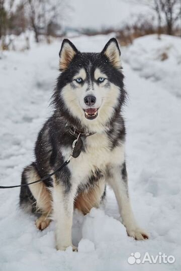 Собака в добрые руки (в дар)
