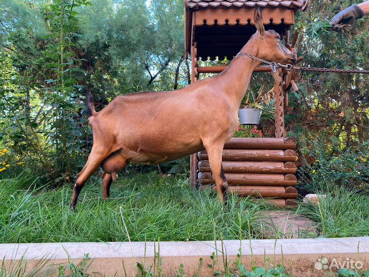 Козы и козлики чешской и альпийской пород