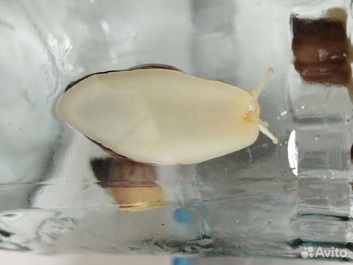 Отдам улиток