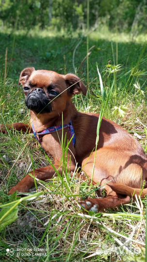 Пти брабансон