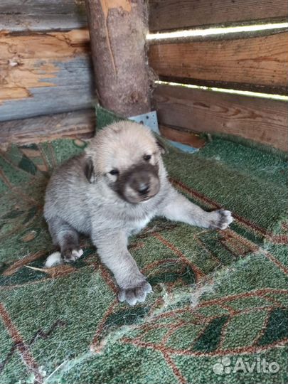 Щенки лайки